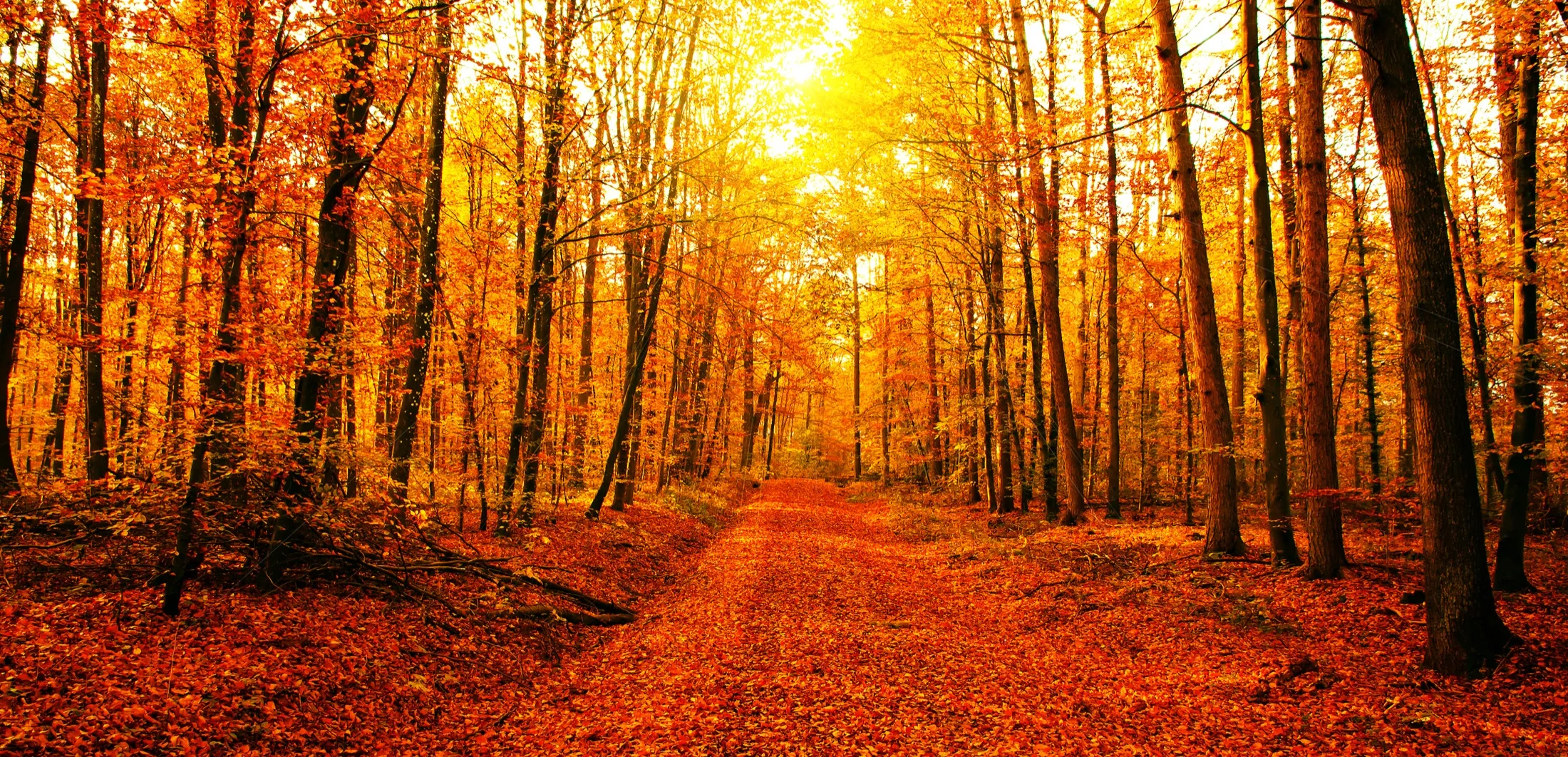 An autumn path winding through the woods.