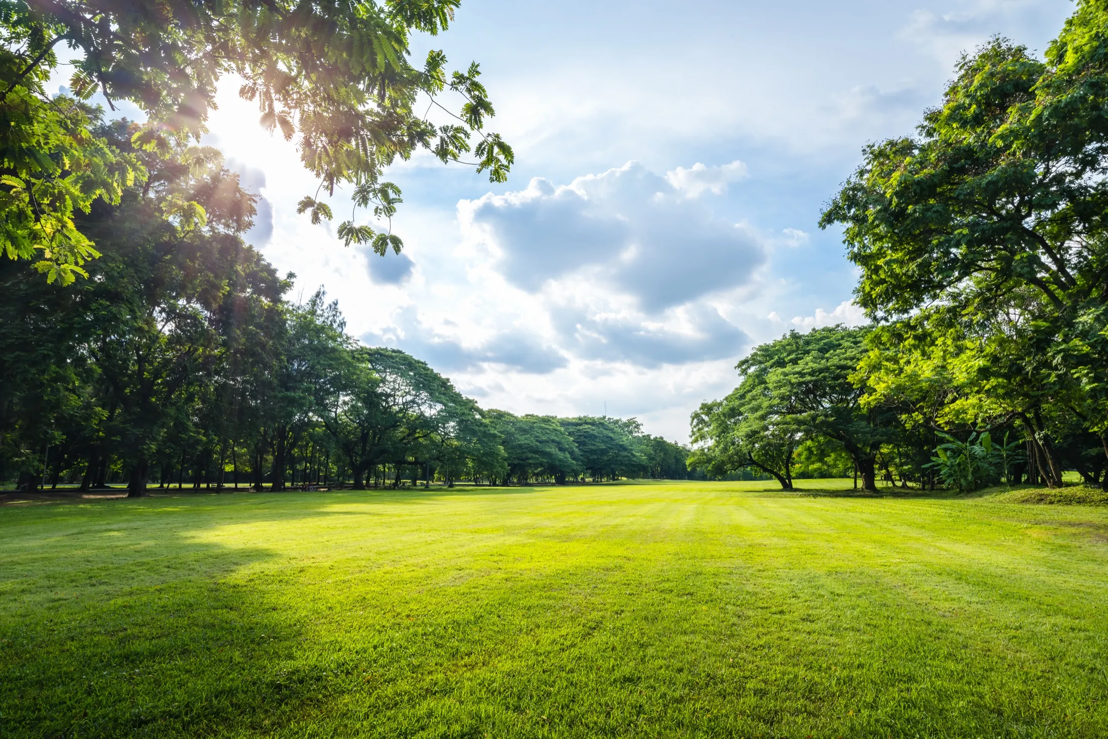 A green field edged with trees under an open sky.