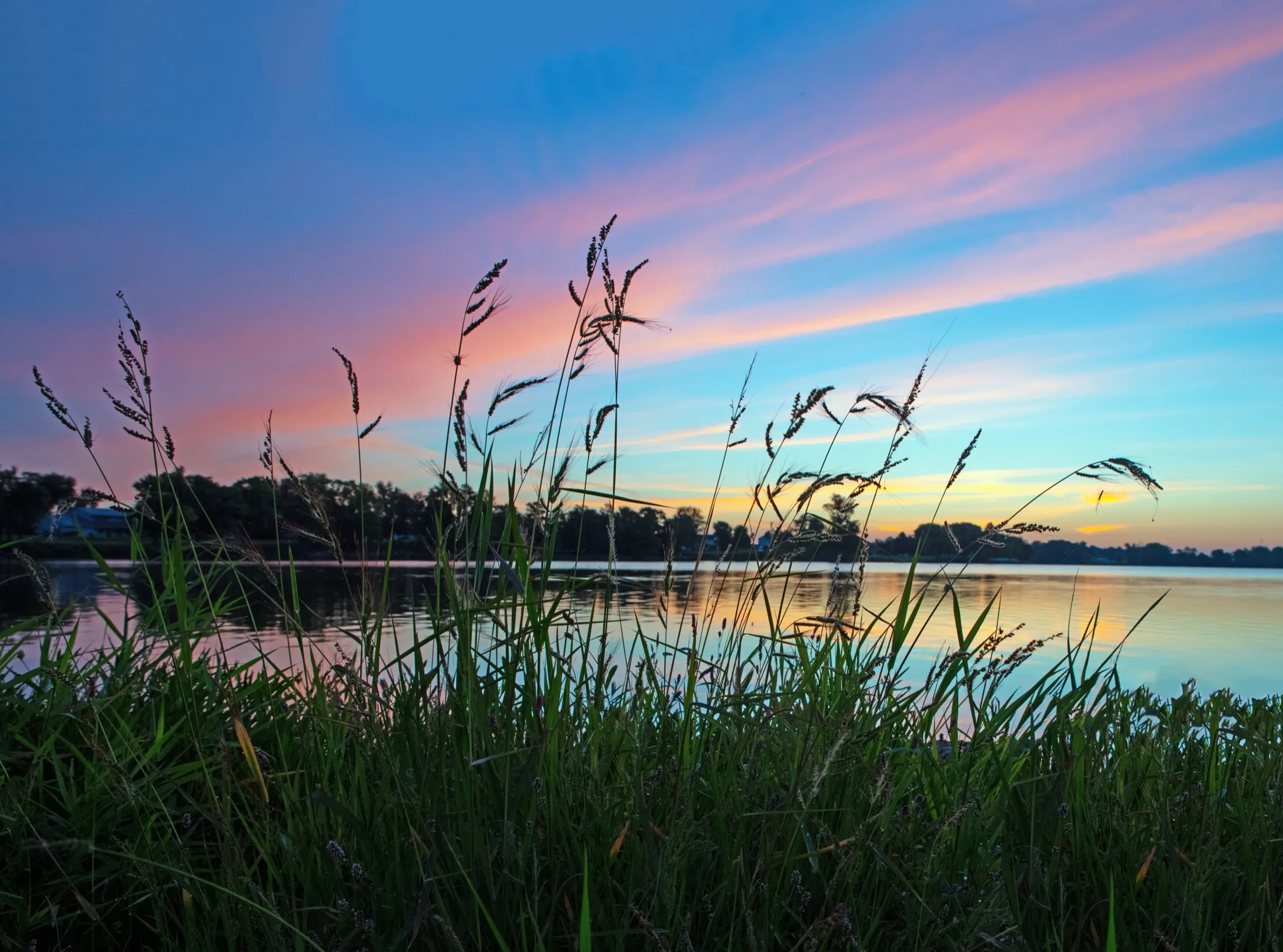 Still water and reeds at sunrise — a calm, open horizon.