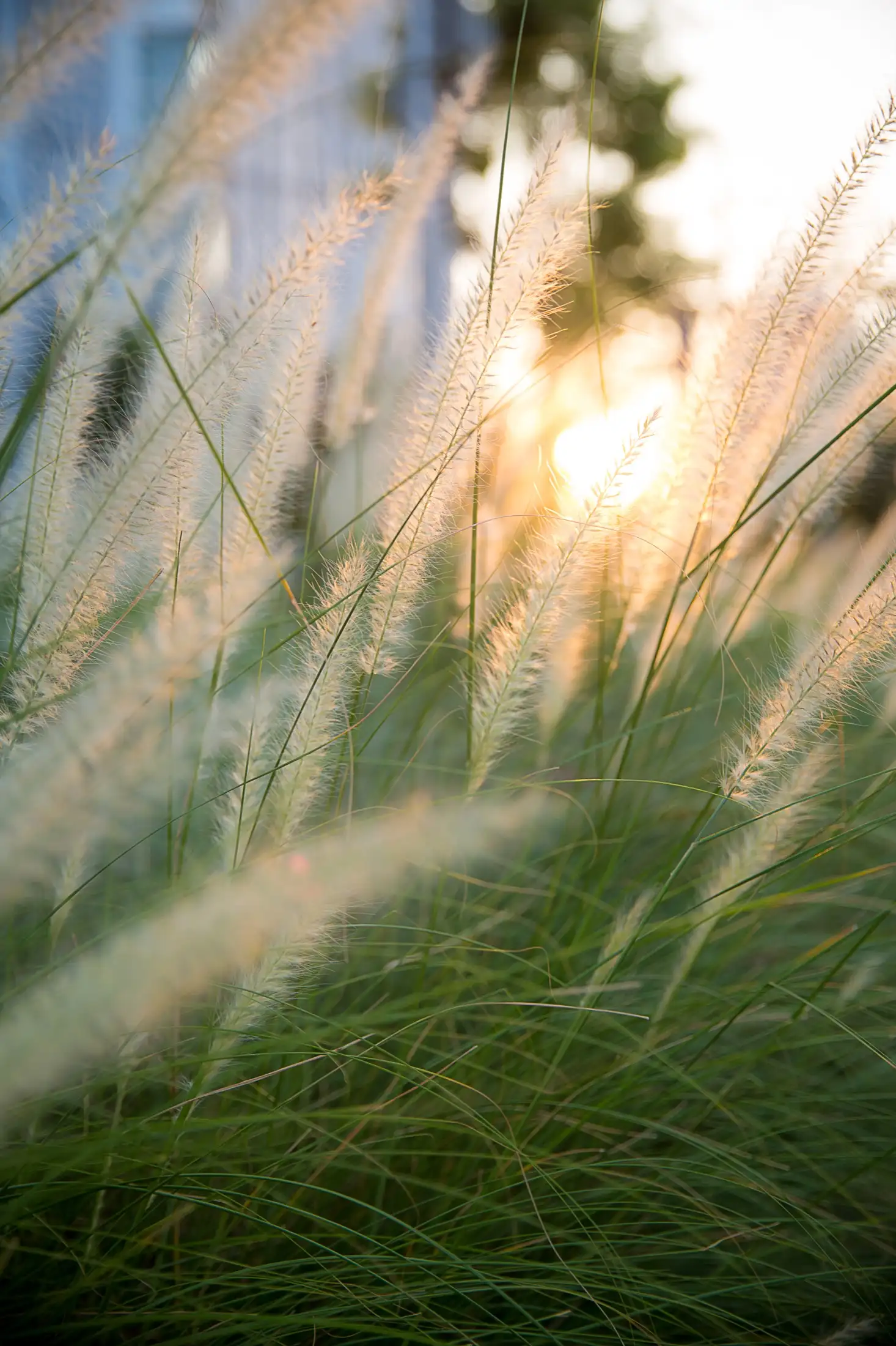 A golden wheat field at sunset.